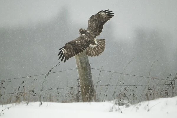 Common Buzzard - in flight - landing on fence post in winter - Lower Saxony - Germany
