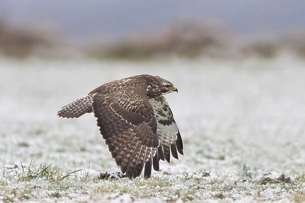 Common Buzzard - in flight over snow covered field - Lower Saxony - Germany
