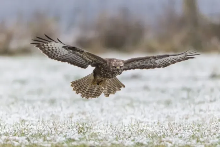 Framed Print : Common Buzzard - in flight over snow covered field - Lower Saxony - Germany Framed Print : Common Buzzard - in flight over snow covered field - Lower Saxony - Germany