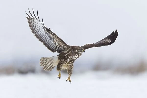 Common Buzzard - in flight over snow covered landscape - Lower Saxony - Germany