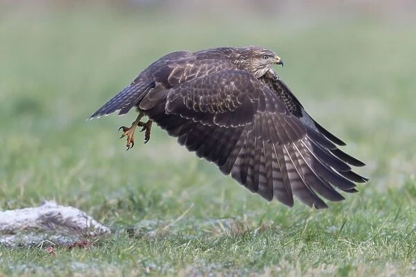 Common Buzzard - in flight taking off from field - Lower Saxony - Germany