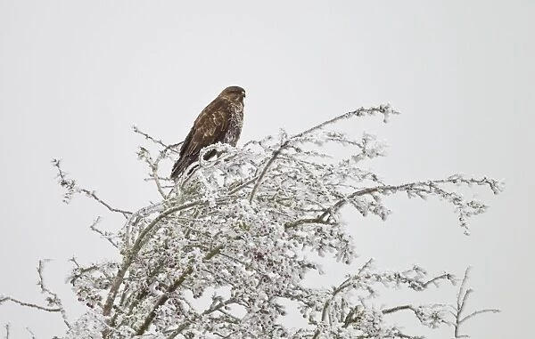Common Buzzard - on frost covered branch - Oxon - December
