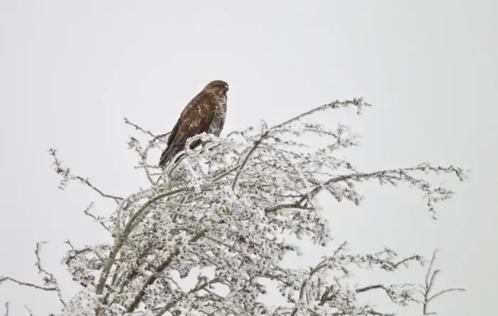 Framed Print : Common Buzzard - on frost covered branch - Oxon - December Framed Print : Common Buzzard - on frost covered branch - Oxon - December