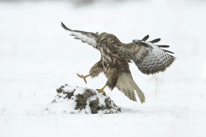 Framed Print : Common Buzzard - landing on molehill in snow covered field - Lower Saxony - Germany Framed Print : Common Buzzard - landing on molehill in snow covered field - Lower Saxony - Germany