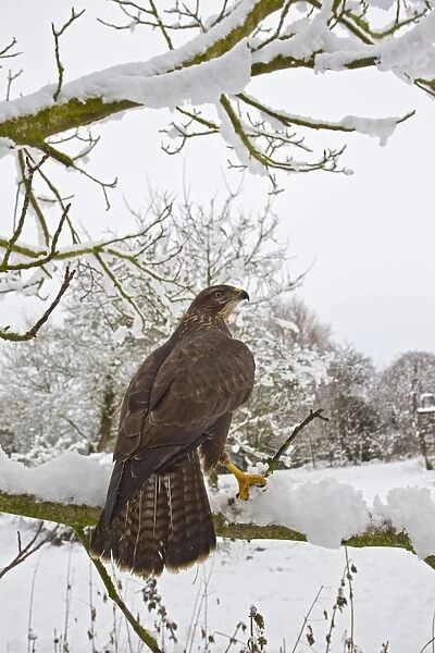 Common Buzzard - on snow covered branch - controlled conditions 11558