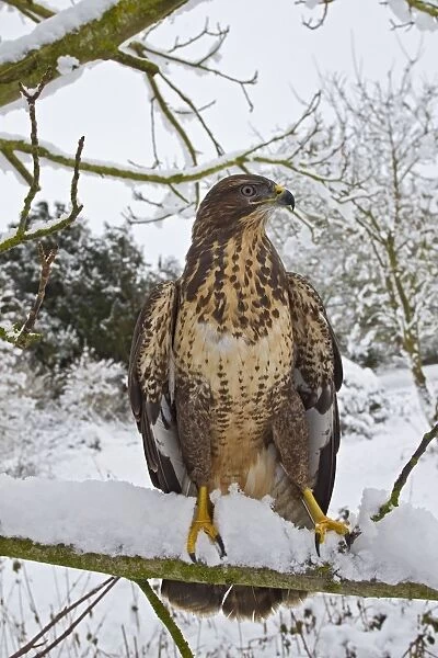 Common Buzzard - on snow covered branch - controlled conditions 11557