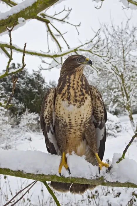 Framed Print : Common Buzzard - on snow covered branch - controlled conditions 11557 Framed Print : Common Buzzard - on snow covered branch - controlled conditions 11557