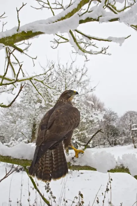 Framed Print : Common Buzzard - on snow covered branch - controlled conditions 11558 Framed Print : Common Buzzard - on snow covered branch - controlled conditions 11558