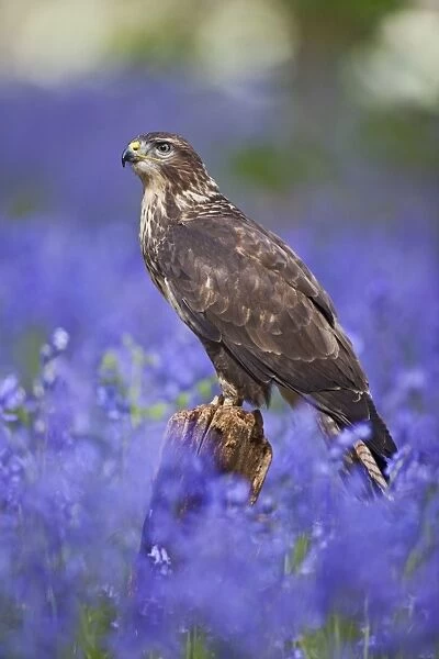 Common Buzzard - on stump in bluebell wood - controlled conditions 10359