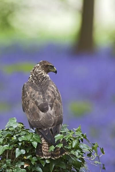 Common Buzzard - on stump in bluebell wood - controlled conditions 10326