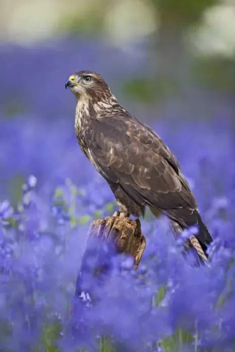 Framed Print : Common Buzzard - on stump in bluebell wood - controlled conditions 10359
