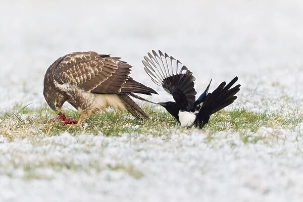 Common Buzzard - being teased by a Magpie (Pica pica) - due to food envy in winter - Lower Saxony - Germany