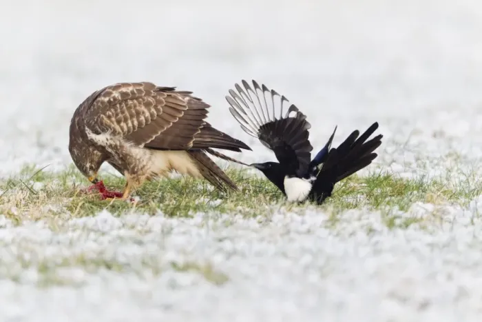 Framed Print : Common Buzzard - being teased by a Magpie (Pica pica) - due to food envy in winter - Lower Saxony - Germany Framed Print : Common Buzzard - being teased by a Magpie (Pica pica) - due to food envy in winter - Lower Saxony - Germany