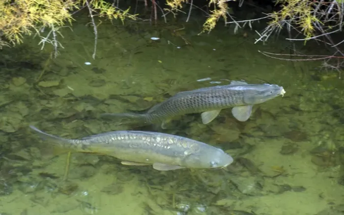 Framed Print : Common Carp and Mirror Carp (variant), UK & European freshwaters. Widely introduced and also reared in fishponds for food Framed Print : Common Carp and Mirror Carp (variant), UK & European freshwaters. Widely introduced and also reared in fishponds for food