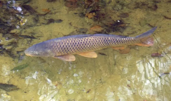 Framed Print : Common Carp, UK & European freshwaters. Widely introduced and also reared in fishponds for food Framed Print : Common Carp, UK & European freshwaters. Widely introduced and also reared in fishponds for food