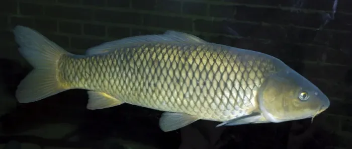 Framed Print : Common Carp, UK & European freshwaters. Widely introduced and also reared in fishponds for food Framed Print : Common Carp, UK & European freshwaters. Widely introduced and also reared in fishponds for food