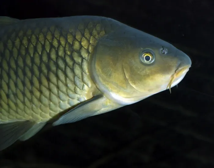 Framed Print : Common Carp, UK & European freshwaters. Widely introduced and also reared in fishponds for food Framed Print : Common Carp, UK & European freshwaters. Widely introduced and also reared in fishponds for food