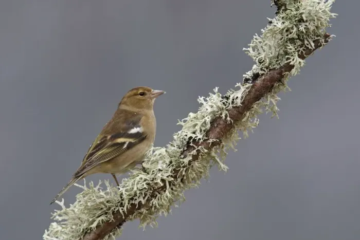 Framed Print : Common Chaffinch female. Scotland Framed Print : Common Chaffinch female. Scotland