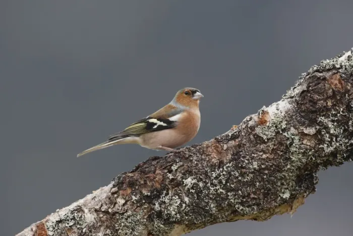 Framed Print : Common Chaffinch male. Scotland Framed Print : Common Chaffinch male. Scotland