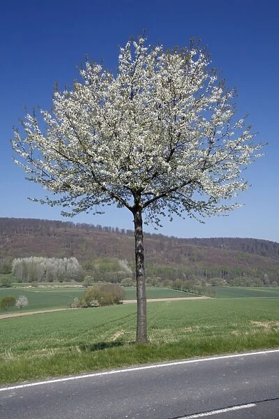 Common Cherry Tree - flowering on roadside - Hessen - Germany
