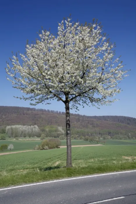 Framed Print : Common Cherry Tree - flowering on roadside - Hessen - Germany Framed Print : Common Cherry Tree - flowering on roadside - Hessen - Germany