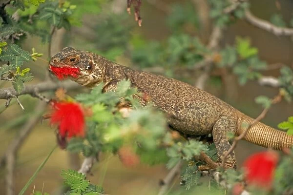 Common Chuckwalla - Eating blossoms in tree - Southwestern United States - Baja and Sonora Mexico