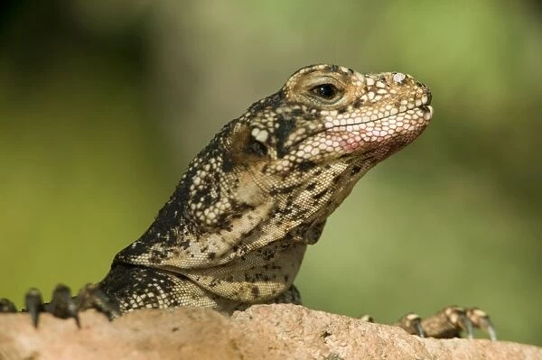 Common Chuckwalla - Rock-dwelling herbivorous lizard found across southwestern United States-Baja and Sonora Mexico-Eats a variety of desert annuals-some perennials and occasionally insects. Arizona, USA