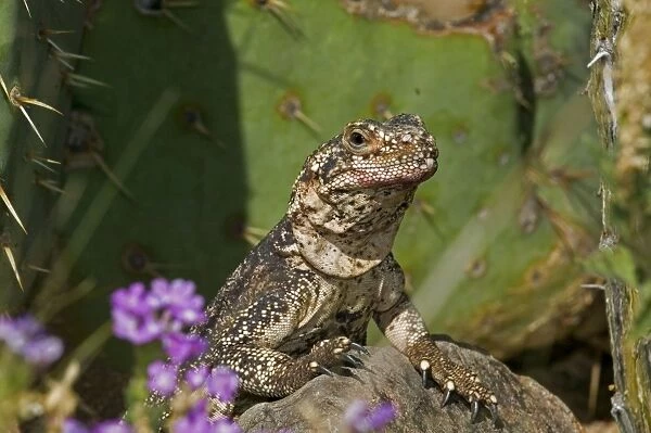 Common Chuckwalla - Rock-dwelling herbivorous lizard found across southwestern United States-Baja and Sonora Mexico-Eats a variety of desert annuals-some perennials and occasionally insects