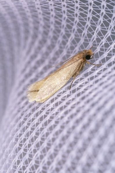 Common Clothes Moth - on clothing - UK house