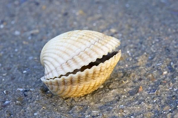 Common Cockle - on the beach