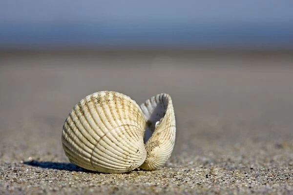 Common Cockle - on the beach