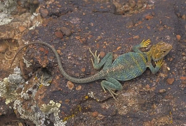 Common Collared Lizard - Colorado, USA - A rock-dwelling lizard - Require boulders for basking and lookouts and open areas for running - Jumps from rock to rock and sees and grabs other lizards