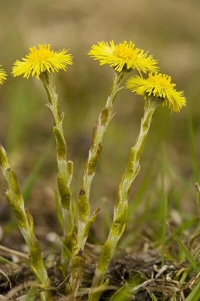 Common Coltsfoot (Tussilago farfara) in flower, early spring