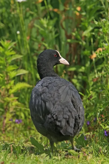 Framed Print : Common Coot. Slimbridge - UK Framed Print : Common Coot. Slimbridge - UK