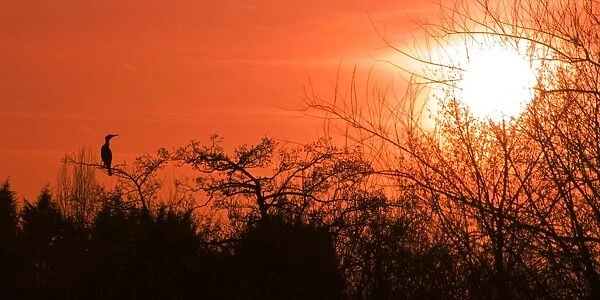 Common Cormorant - silhouetted in tree against sunset - UK