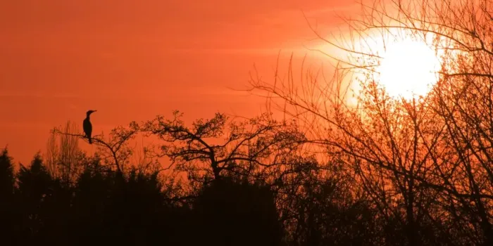 Framed Print : Common Cormorant - silhouetted in tree against sunset - UK