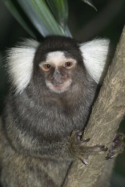 Common  /  Cotton-eared Marmoset - A resident of Brazilian rainforests where it eats insects, fruit and tree sap. These animals are used in biomedical research. Often captured for the pet trade