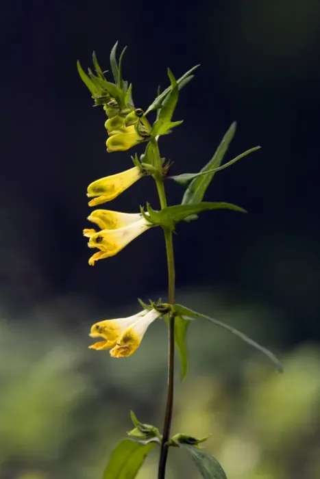 Framed Print : Common cow-wheat (Melampyrum pratense) in woodland, Devon Framed Print : Common cow-wheat (Melampyrum pratense) in woodland, Devon
