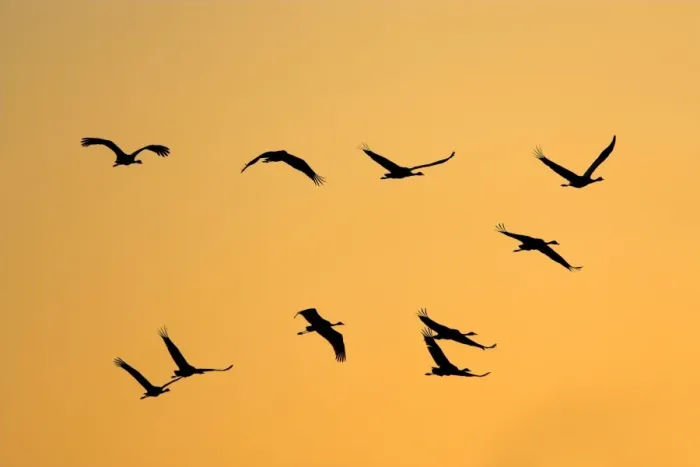 Framed Print : Common Crane Framed Print : Common Crane