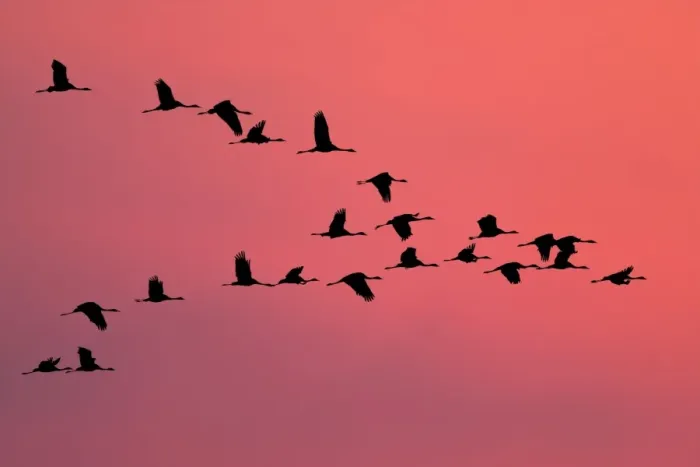 Framed Print : Common Crane Framed Print : Common Crane