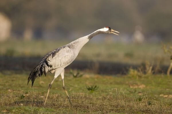 Common Crane-Adult bird calling-Extremadura-Spain