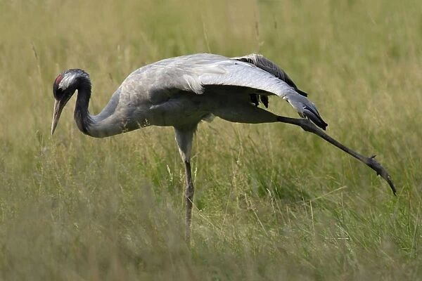 Common Crane - bird stretching wing and leg muscles, on a meadow, Lower Saxony, Germany