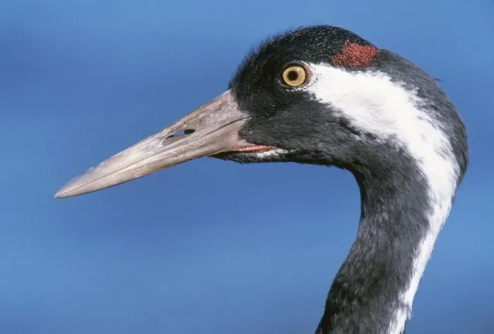 Framed Print : Common Crane - close-up of head Framed Print : Common Crane - close-up of head