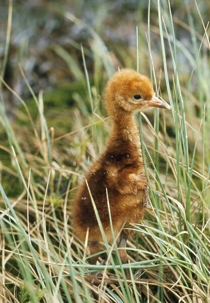 Common Crane - two days old