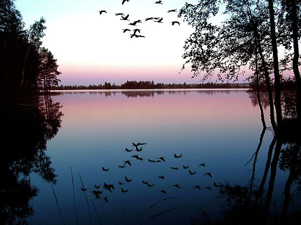 Common Crane - in flight over lake at sunrise