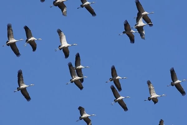 Common Crane - in flight - Landes - France
