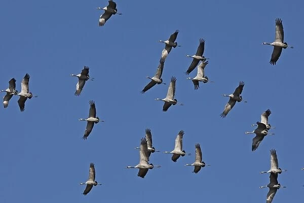 Common Crane - in flight - Landes - France