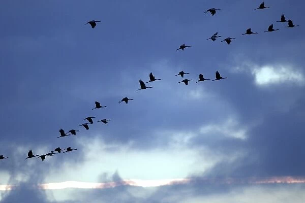 Common Crane - flock in flight on migration - silhouetted against sky. France