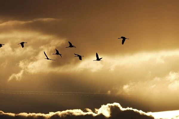 Common Crane - flock in flight on migration - silhouetted against sky. France