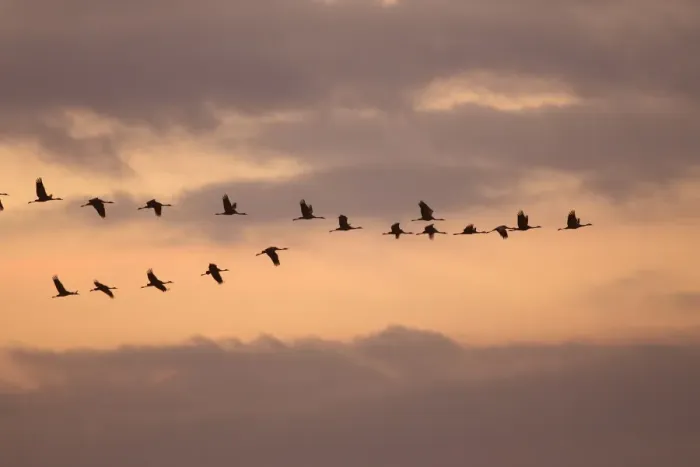 Framed Print : Common Crane - flock in flight on migration - silhouetted against sky. France Framed Print : Common Crane - flock in flight on migration - silhouetted against sky. France